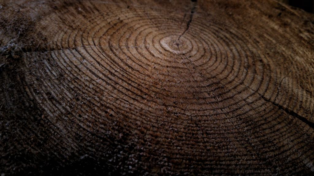 Close-up of tree rings